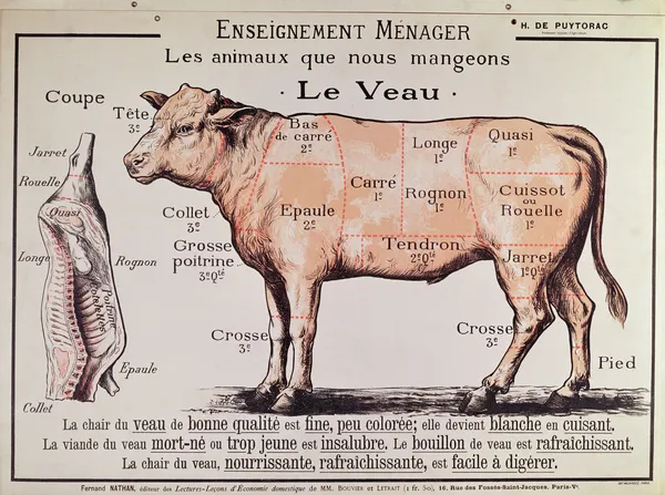 Veal: diagram depicting the different cuts of meat #22815344 Veal: diagram depicting the different cuts of meat #22815344