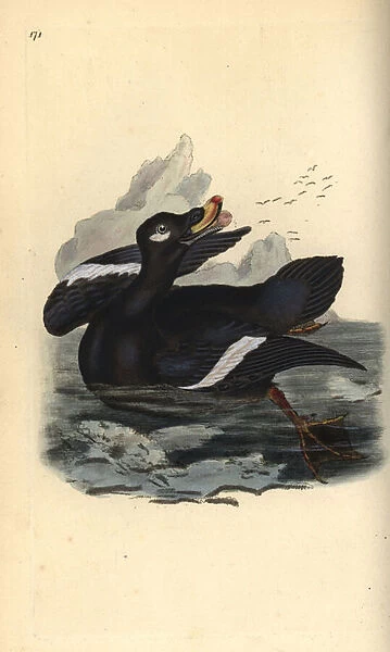 Velvet scoter, Melanitta fusca. Handcoloured copperplate drawn and engraved by Edward Donovan from his own 'Natural History of British Birds, 'London, 1794-1819