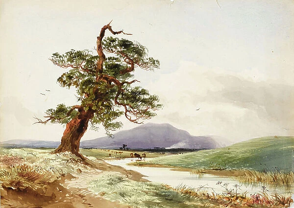 View of a tree near a river with cattle drinking and purple hill beyond, 1830s (watercolour)