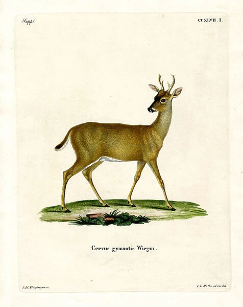 Virginian Deer (coloured engraving)