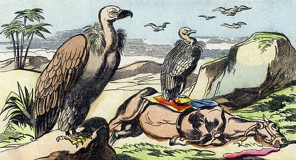 Vultures. Engraving in 'Buffon Alphabet des Oiseaux n 1'. 3rd Serie N 1