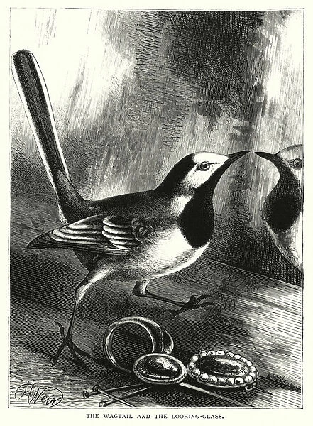 The Wagtail and the Looking-Glass (engraving)