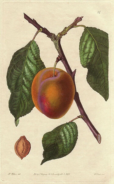 Washington plum (plum tree grows). Lithograph after the illustration of Augusta Withers (1793-1877), published in the 'Pomology Magazine' (1828-1830) by John Lindley (1795-1865). Washington plum, Prunus domestica, from New York. Illustration by Mrs