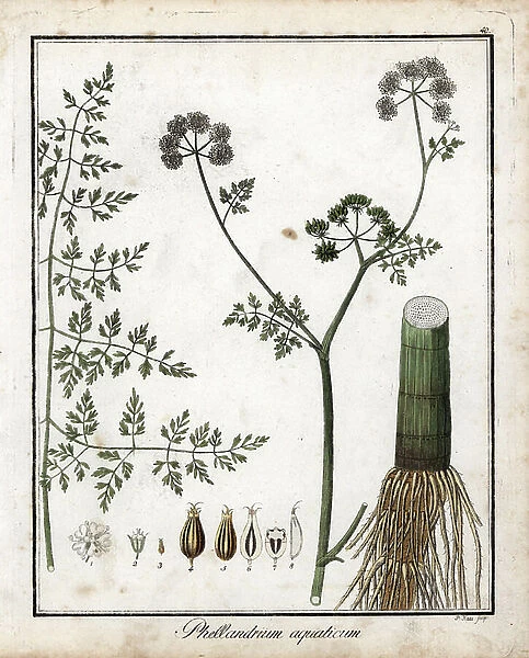 Water fennel - Lithography by F. Guimpel, extracted from medical botanical by Friedrich Gottlob Haynes (1763-1832), Berlin, 1822 - Water hemlock, Phellandrium aquatium - Handcoloured copperplate by F. Guimpel from Dr. F. G