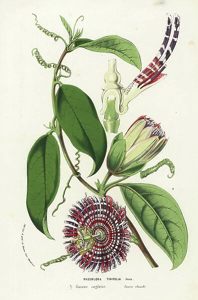 Water lemon, Jamaican honeysuckle and orange lilikoi, Passiflora laurifolia (Passiflora tinifolia). Handcoloured lithograph from Louis van Houtte and Charles Lemaire's Flowers of the Gardens and Hothouses of Europe