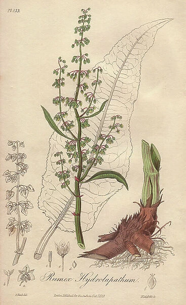 Water Patience or Aquatic Patience (Rumex hydrolapathum) - Strong Water by William Clarke to illustrate ' Medical Botanical, Description of the Medicinal Plants of London, Edinburgh, and Dublin' by John Stephenson and James Morss Churchill