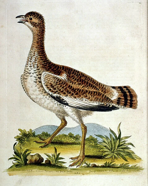 Watercolour illustration from a book of rare birds by G Edwards 1750. George Edwards (1694-1773) was a British naturalist and ornithologist. He travelled extensively through Europe, studying natural history and birds in particular