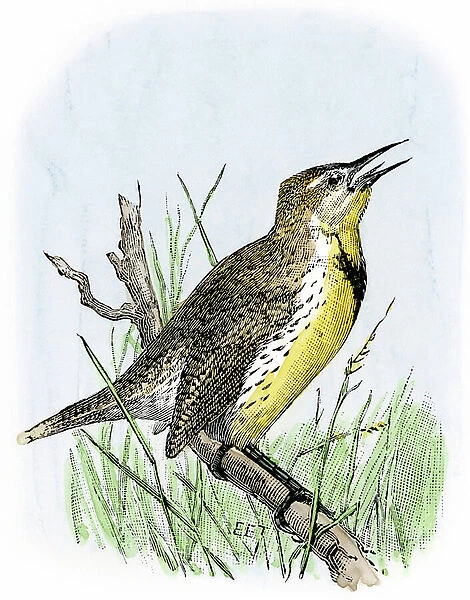 Western Sturnella (Sturnella neglecta) singing on a branch. Colour engraving after a 19th century illustration