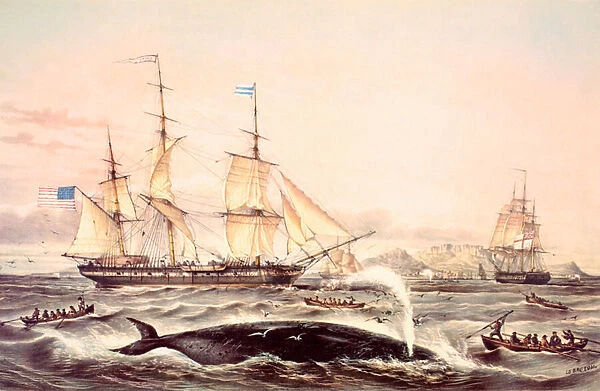 Whaling off the Cape of Good Hope (colour litho)