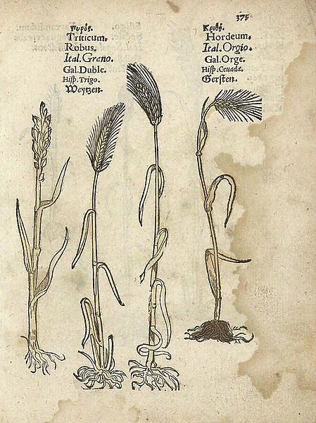 Wheat, TritiCum aestivum, and barley, Hordeum vulgare. Handcoloured woodblock engraving of a botanical illustration from Adam Lonicer's Krauterbuch, or Herbal, Frankfurt, 1557