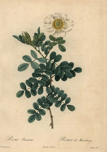 White chicksaw rose, Rosa bracteata