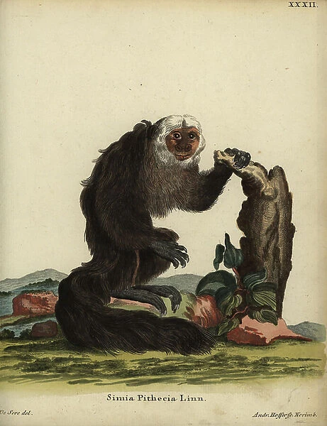White-faced saki or Guianan saki, Pithecia pithecia. Simia pithecia Linn. Handcoloured copperplate engraving by Andreas Hoffer after an illustration by Jacques de Seve from Johann Christian Daniel Schreber's Animal Illustrations after Nature