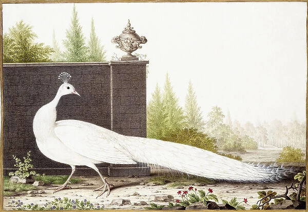 White Peacock (Pavo cristatus), (black chalk, brush, ink, watercolour, bodycolour