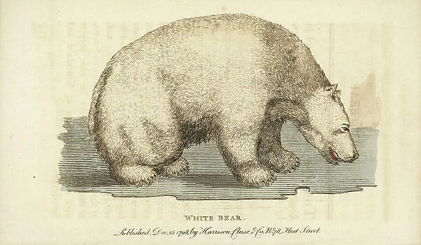 White or Polar bear, Ursus maritimus. Vulnerable. Handcoloured copperplate engraving from ' The Naturalist's Pocket Magazine,' Harrison, London, 1798
