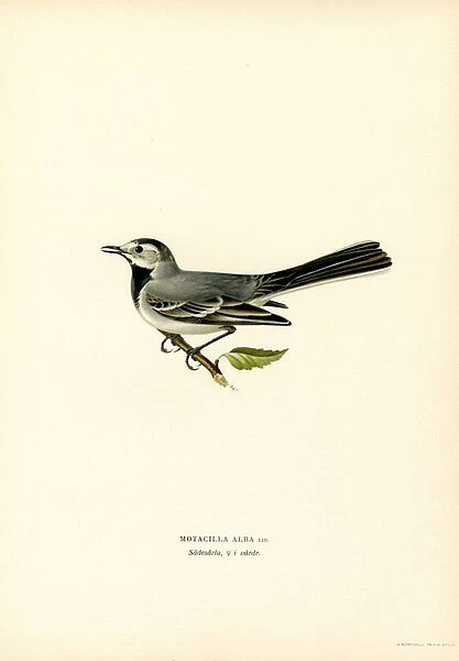 White Wagtail (colour litho)