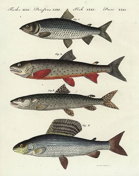Whitefish (white coregone), Coregonus lavaretus 1, char (char), Salvelinus species 2, Danube salmon (huchon or Danube salmon), Hucho hucho 3, endangered, and grayling (common shade), Thymallus thymallus 4