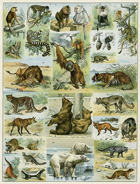 Wild animals in the world (monkey, lion, panthere, tiger, leopard, fox, hyene, bat, weasel, wolf...). Colour engraving of the 19th century