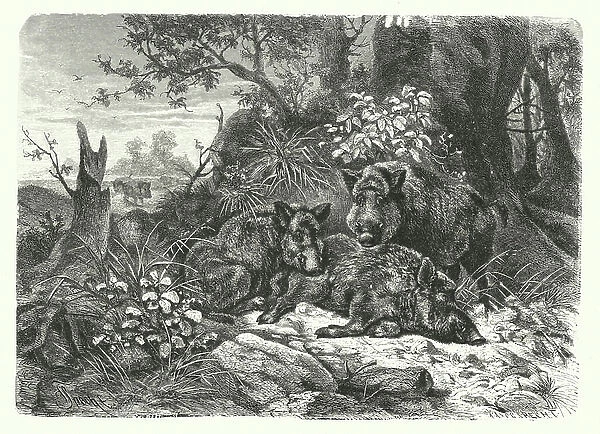 The wild bear (engraving)