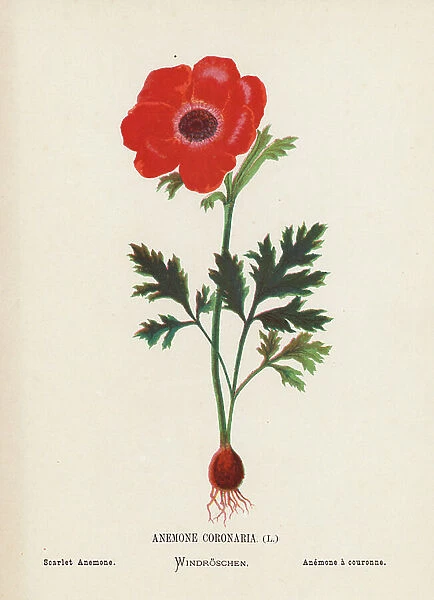 Wild Flowers of the Holy Land: Anemone Coronaria; Scarlet Anemone (coloured engraving)