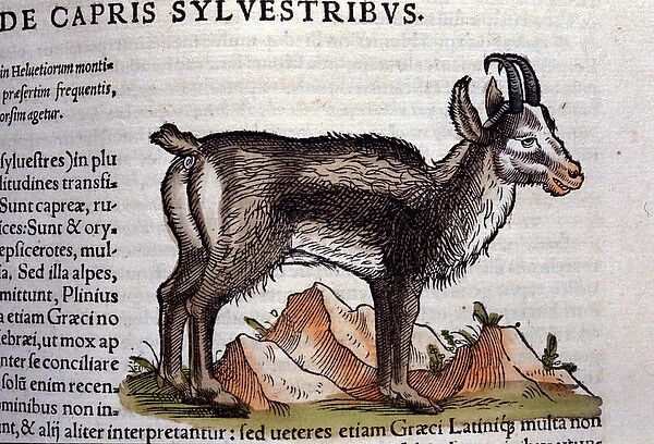 The wild goat after Historiae animalium by Konrad Gesner, Tiguri, 1555. Bibl