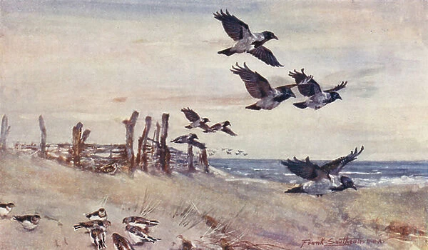 Wild Life in East Anglia: Autumn Immigrants, Hooded Crows and Snow Buntings (colour litho)