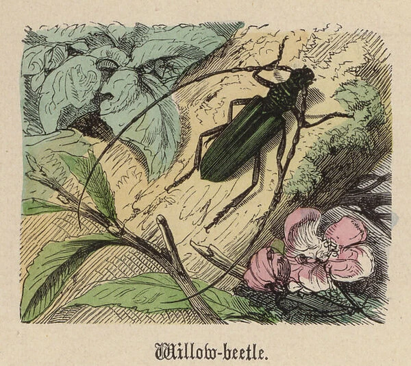 Willow-beetle (coloured engraving)