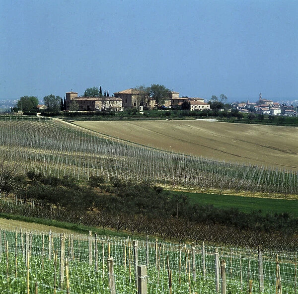 Wine estate of Rasponi, Savignano
