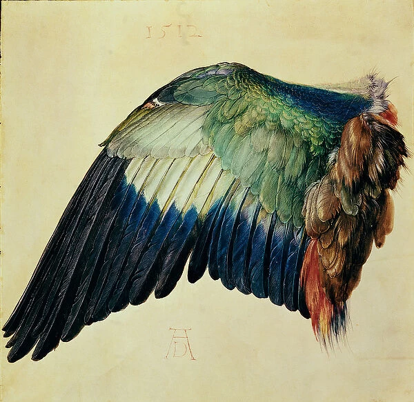 Wing of a Blue Roller, 1512 (w  /  c on vellum with gold)