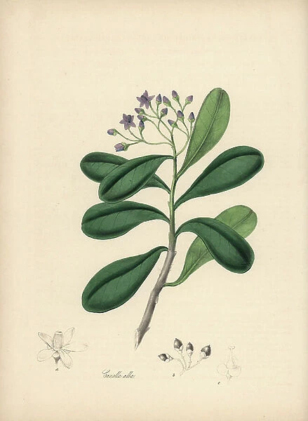 Wood Cinnamon - Canella or wild cinnamon, Canella winterana (Canella alba). Handcoloured zincograph by C. Chabot drawn by Miss M. A. Burnett from her '' Plantae Utiliores: or Illustrations of Useful Plants,'' Whittaker, London, 1842