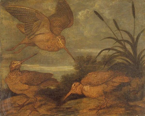 Woodcock at Dusk, c. 1676 (oil on canvas)