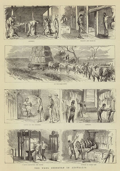 The Wool Industry in Australia (engraving)