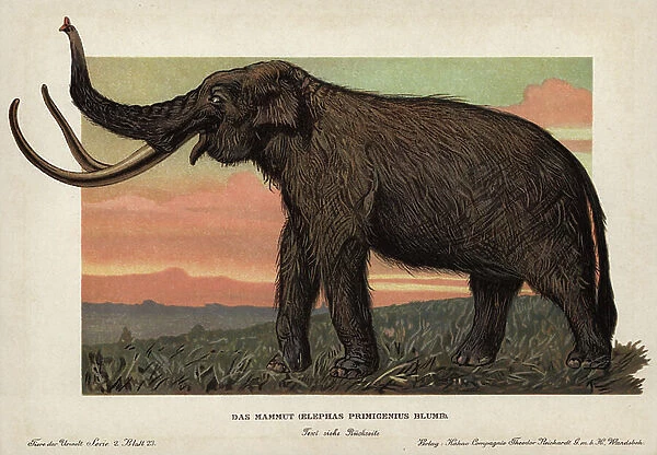 Woolly mammoth (Mammuthus primigenius), an elephantid species. Chromolithography of F. John (series prehistoric animals of the Reichardt Cocoa Company), originally published in 'Animals of the Prehistoric World', 1910, Hamburg (Germany)