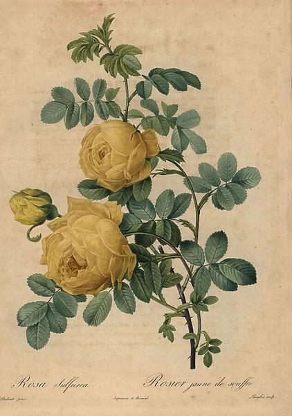 Yellow sulphur rose, Rosa hemisphaerica, 1817 (engraving)