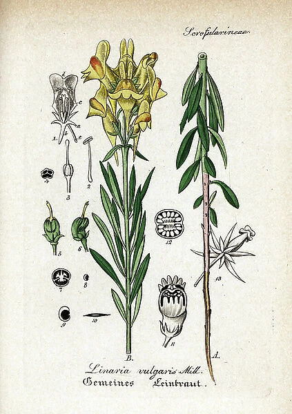 Yellow toadflax, Linaria vulgaris. Handcoloured copperplate engraving from Dr. Willibald Artus Hand-Atlas sammtlicher mediinisch-pharmaceutischer Gewachse, (Handbook of all medical-pharmaceutical plants), Jena, 1876