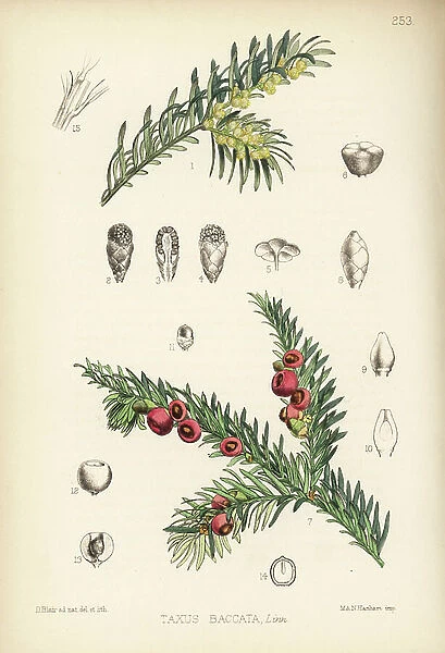Yew tree, Taxus baccata. Handcoloured lithograph by Hanhart after a botanical illustration by David Blair from Robert Bentley and Henry Trimen's Medicinal Plants, London, 1880