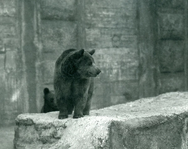 A young Brown Bear at London Zoo, June 1914 (b  /  w photo)