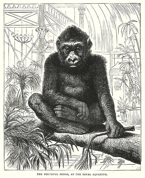 The Youthful Pongo, at the Royal Aquarium (engraving)