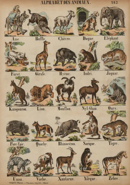 A to Z of animals (coloured engraving). Available as Framed Prints, Photos, Wall Art and other products #23288474 A to Z of animals (coloured engraving). Available as Framed Prints, Photos, Wall Art and other products #23288474