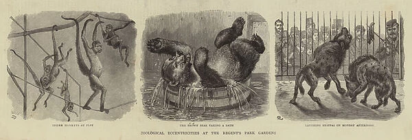 Zoological Eccentricities at the Regents Park Gardens (engraving)