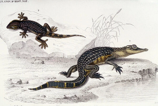 Zoology: the Alligator and the Gecko, Animal Plank: from ' Universal Dictionary of Natural History ' by Charles D'Orbigny, 1841-1849