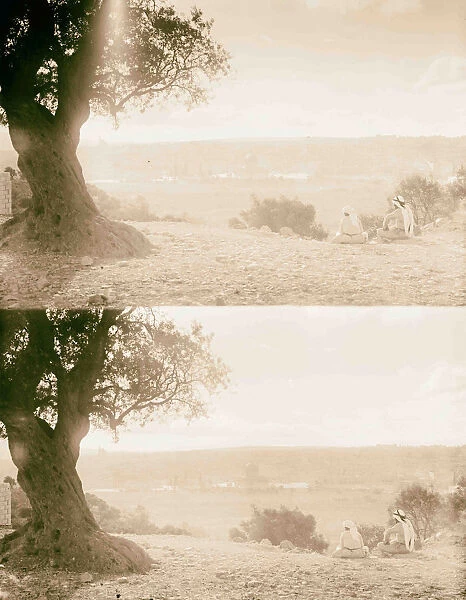 2 shepherds tree Mt Olives 1898 Jerusalem Israel
