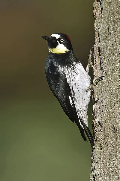 Acorn Woodpecker, Melanerpes formicivorus, United States