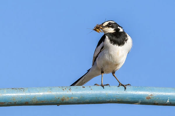 Adult African pied wagtail on a boat at the feeding point, Abu Simbel, Egypt April 2009