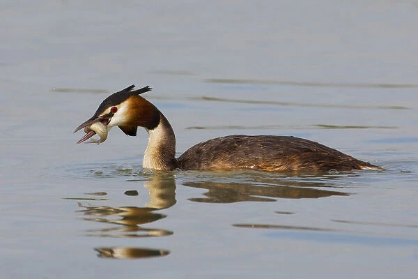 Adult Great Crested Grebe in summer plumage with fish, Podiceps cristatus, Italy