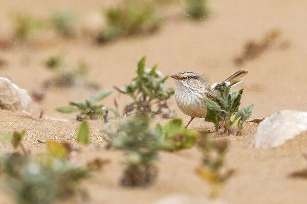 Adult Streaked Scrub-Warbler sitting on the sand under sandy storm in South Morocco, Morocco