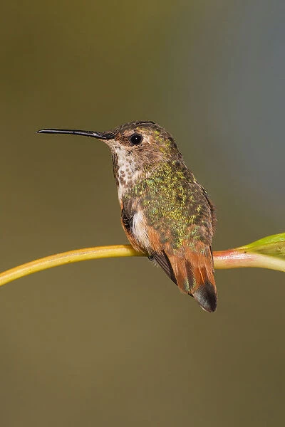 Allen's Hummingbird, Selasphorus sasin