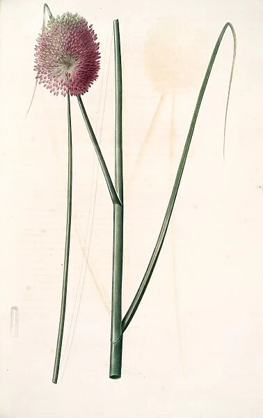 Allium sphaerocephalon, Allium sphaerocephalum; Ail a tete ronde, Drumsticks; Ornamental