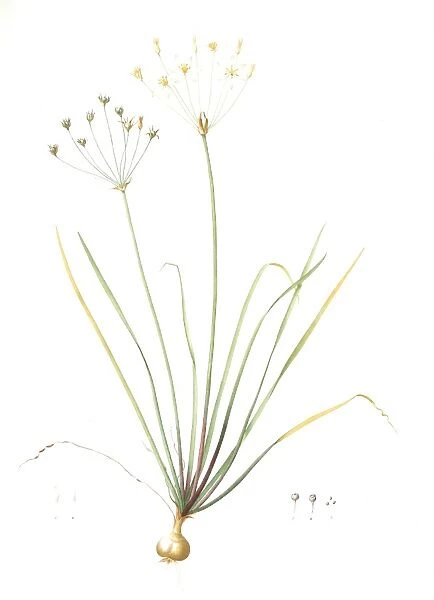Allium straitum, Nothoscordum bivalve; Ail strie, False garlic; Crow Poison, Redoute