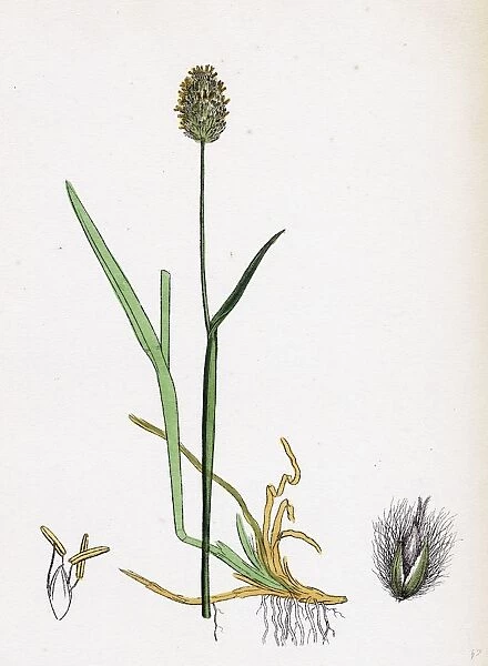 Alopecurus alpinus; Alpine Fox-tail-grass