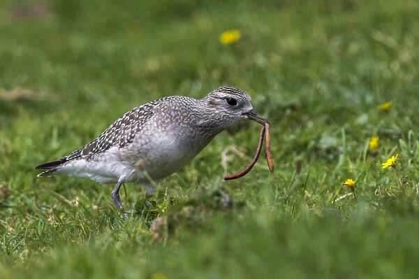 American Golden Plover with worm, Pluvialis dominica, Portugal
